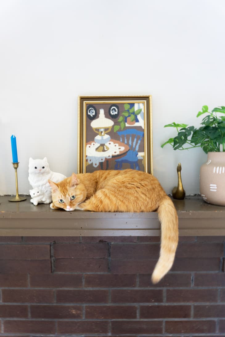 4 Things I Do to Leave My Cats Home When I Travel | Apartment Therapy